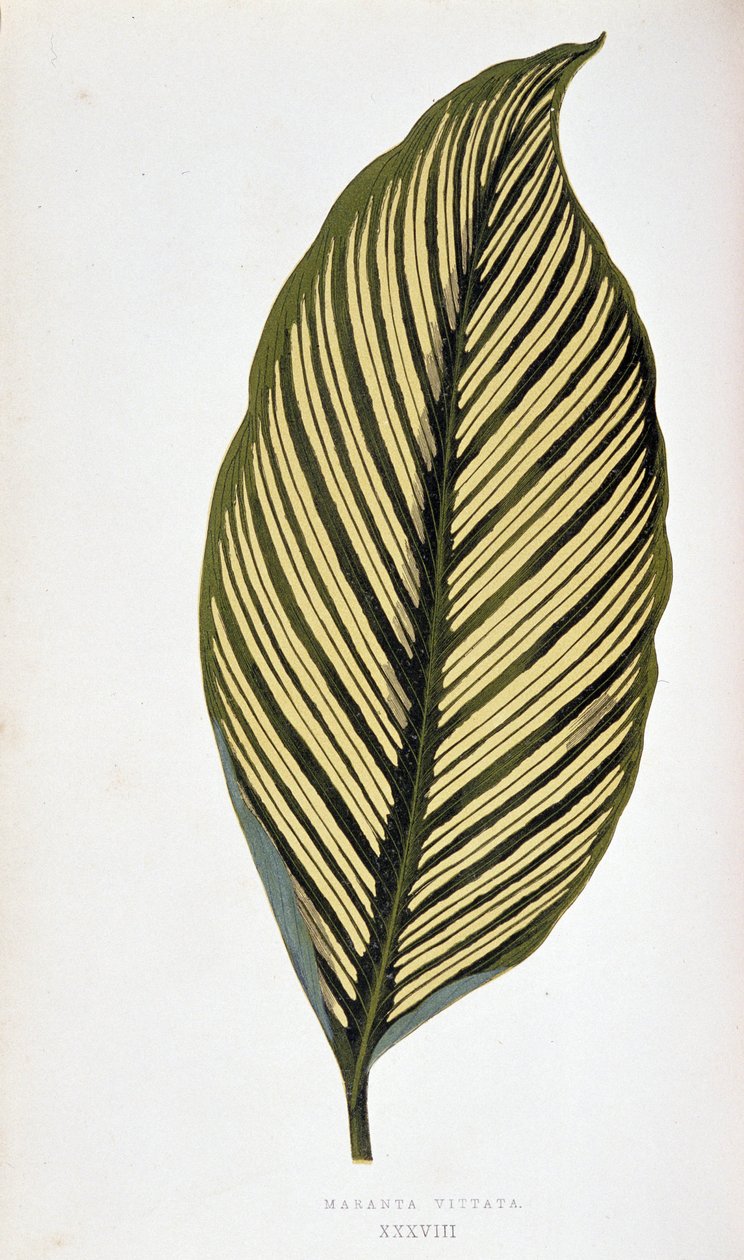 Maranta Vittata 的叶子。 植物板“”具有色彩缤纷的叶子的植物。 伦敦园艺学会成员 Edward Joseph Lowe 和 W. Howard 收藏的用于装饰花园、温室和公寓的最杰出物种。 Tr 作者 约瑟夫·爱德华和霍华德·W·洛