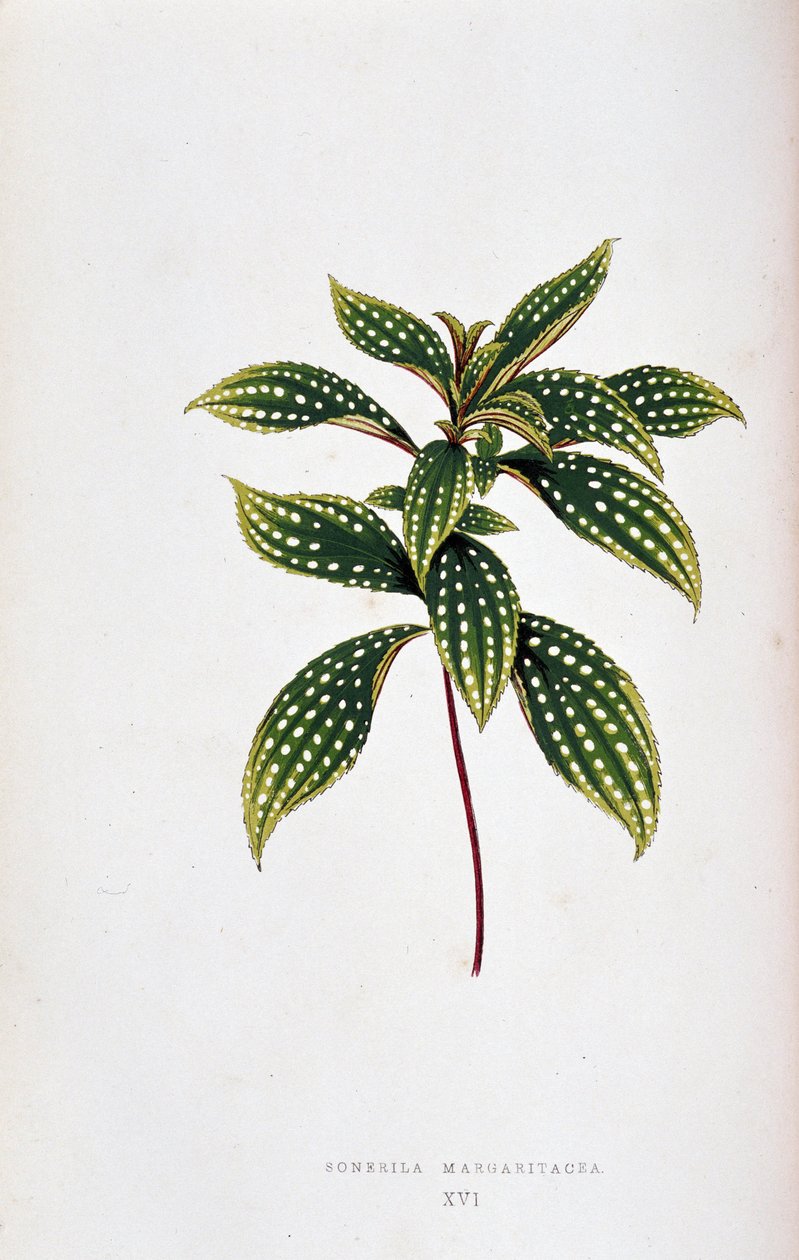 松萝的叶子。彩叶植物 "中的植物图板。伦敦园艺学会成员爱德华-约瑟夫-洛和 W. 霍华德收集的用于装饰花园、温室和公寓的最引人注目的物种。 作者 约瑟夫·爱德华和霍华德·W·洛