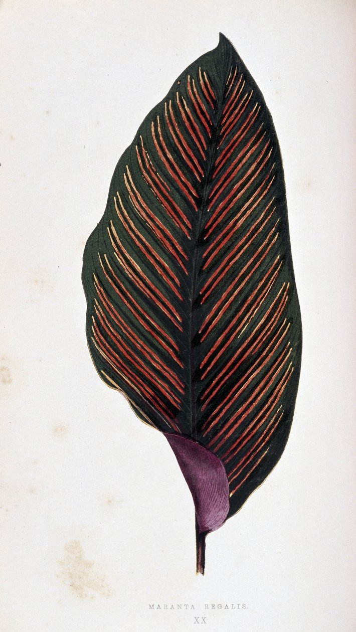 Maranta 叶 megalis。 植物板“”具有色彩缤纷的叶子的植物。 作者 约瑟夫·爱德华和霍华德·W·洛