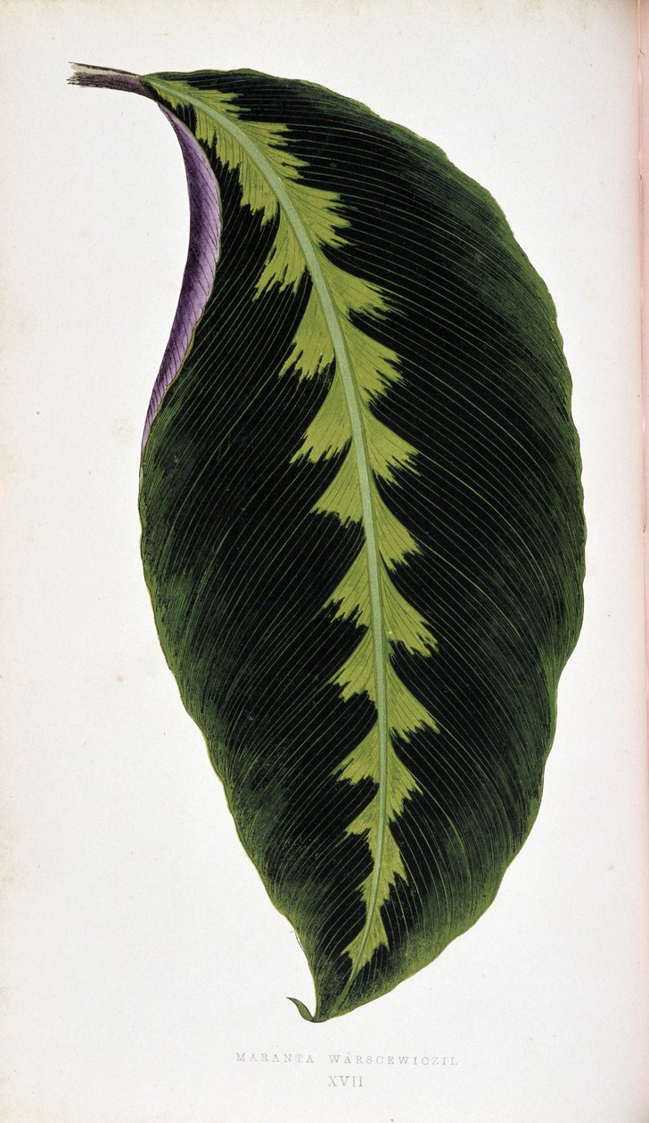 Maranta leaf warscewiczil.彩叶植物 "中的植物板。 作者 约瑟夫·爱德华和霍华德·W·洛