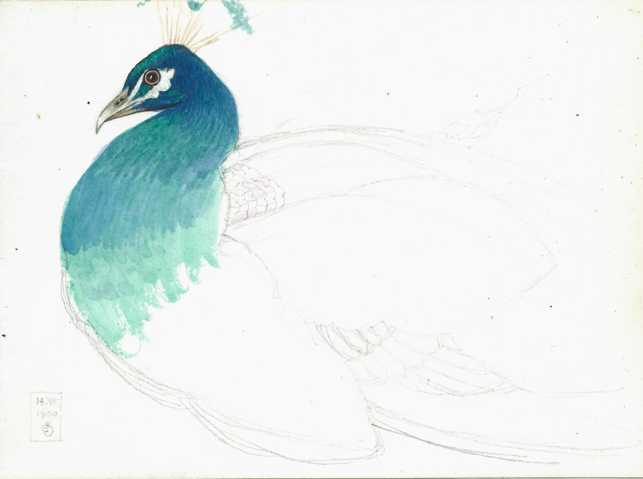 孔雀向左看，14.VI.1900,1900（铅笔，钢笔和墨水和纸张上的wc） 作者 约瑟夫·爱德华·索撒尔