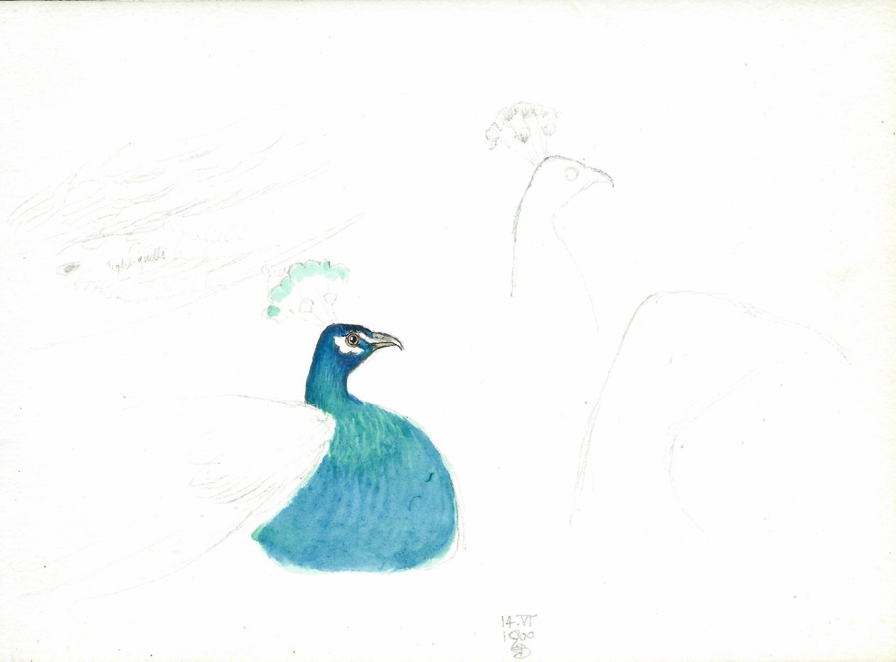 孔雀看起来正确，14.VI.1900,1900（笔和墨水和纸张上的wc） 作者 约瑟夫·爱德华·索撒尔