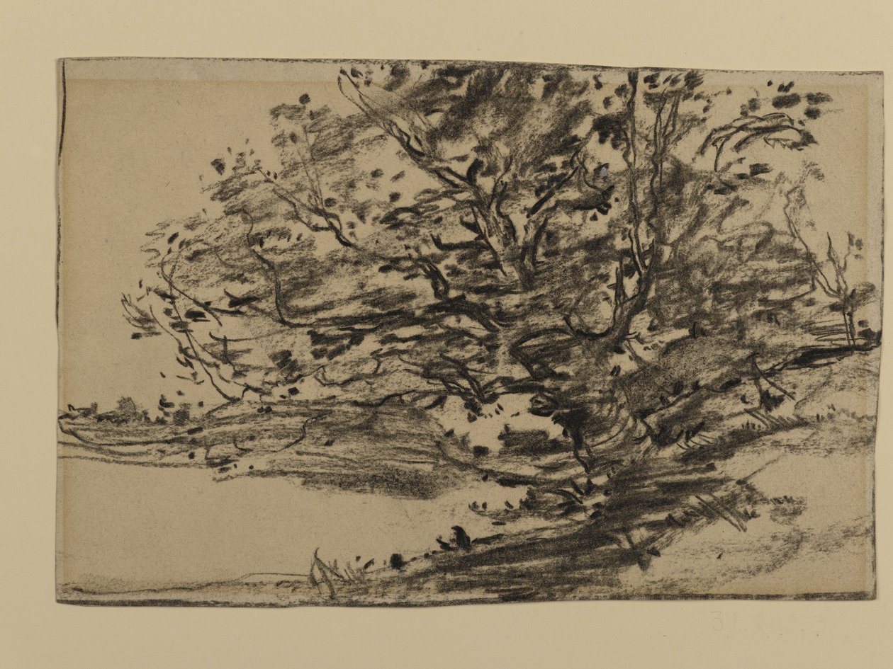 树木的研究，1870年（石墨在纸上） 作者 约瑟夫·弗兰克·库里尔