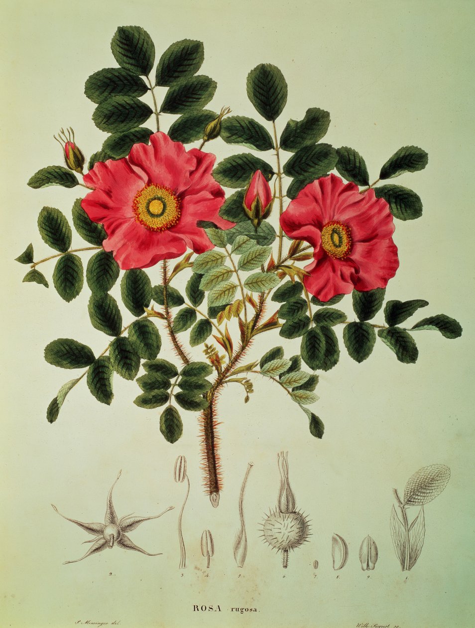 Rosa rugosa，摘自 von Siebold 和 Zuccarini 著的《Flora Japonica》第 1 卷 作者 约瑟夫·格哈德·祖卡里尼