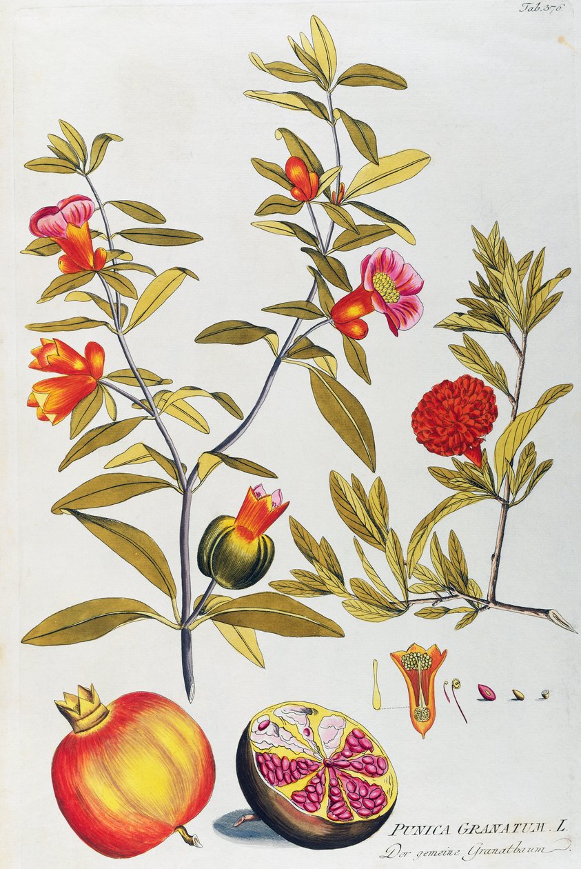 石榴 (Punica granatum) by Joseph Jacob von Plenck (1735-1807)，来自维也纳的药用植物图标 作者 约瑟夫·雅各布·普伦克