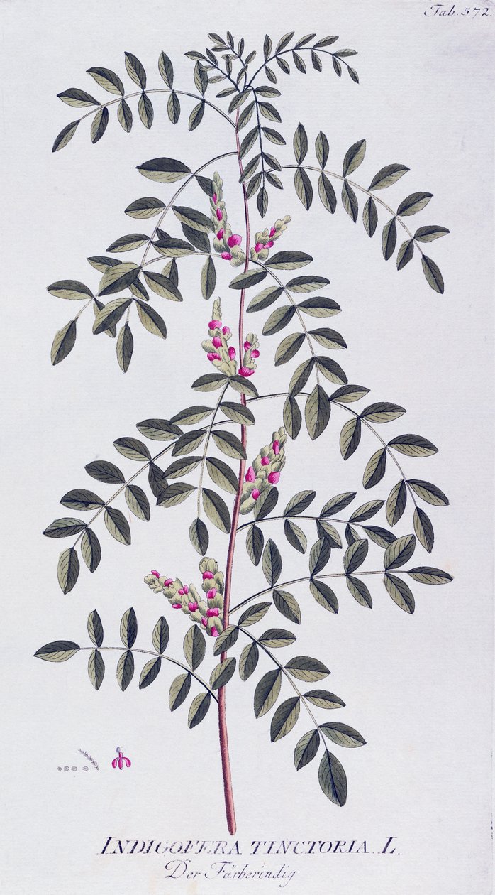 真正的蓝靛（Indigofera tinctoria），作者是约瑟夫-雅各布-冯-普伦克（1735-1807），来自维也纳Icones plantarum medicinalium。 作者 约瑟夫·雅各布·普伦克