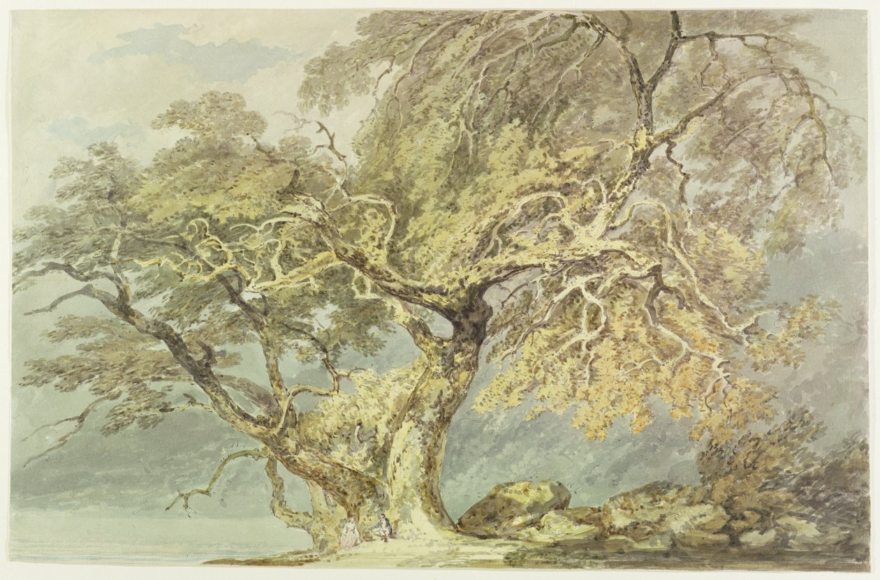 一棵伟大的树，c.1796（在纸上的石墨上） 作者 约瑟夫·马洛德·威廉·特纳