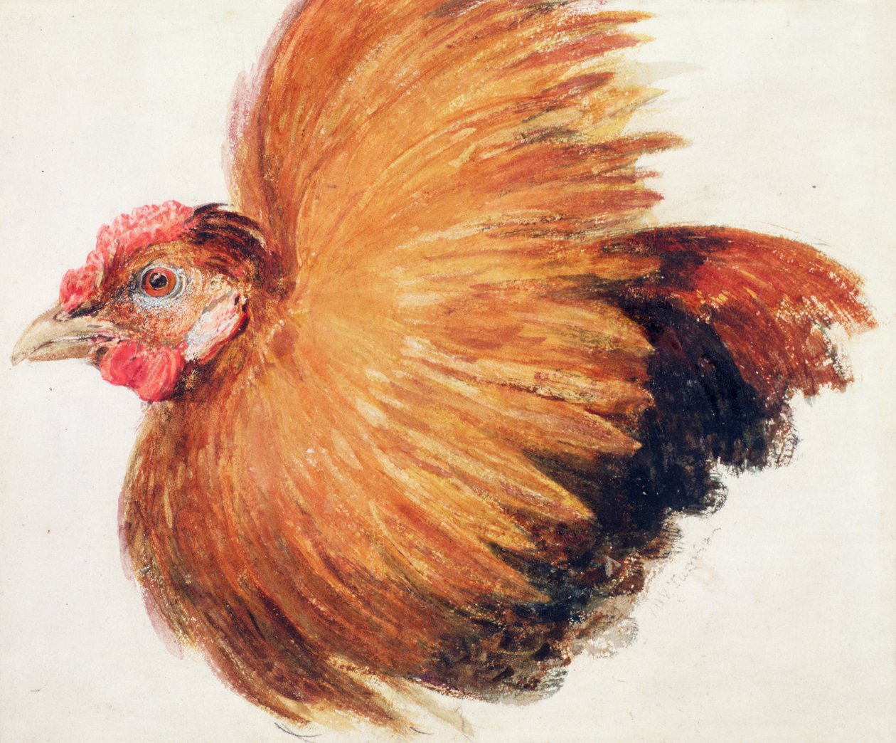 Game-Cock，摘自《 Farnley鸟类大全》，约1816年 作者 约瑟夫·马洛德·威廉·特纳
