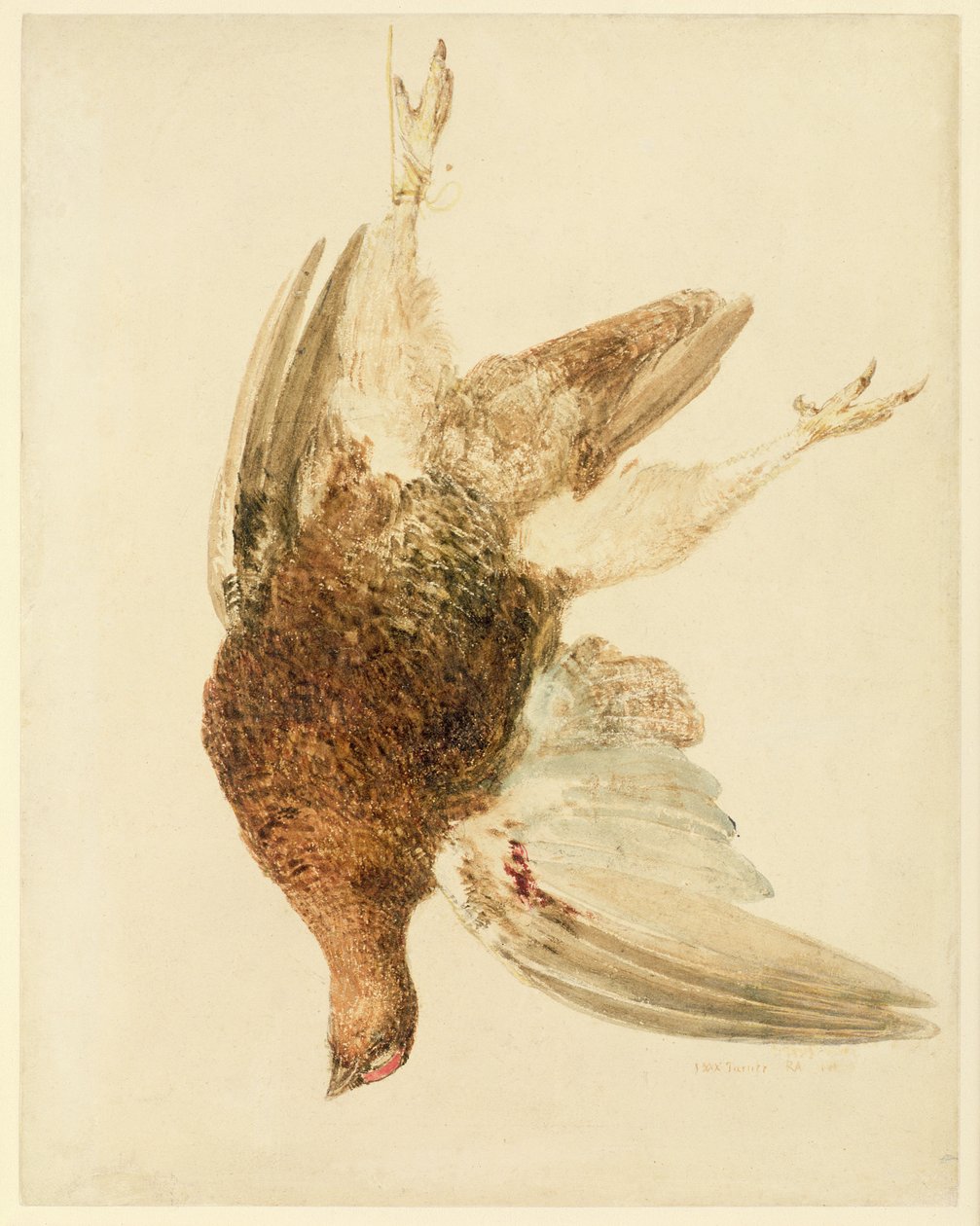 松鸡，出自 Farnely Book of Birds，约 1816 年（纸上铅笔和水彩） 作者 约瑟夫·马洛德·威廉·特纳