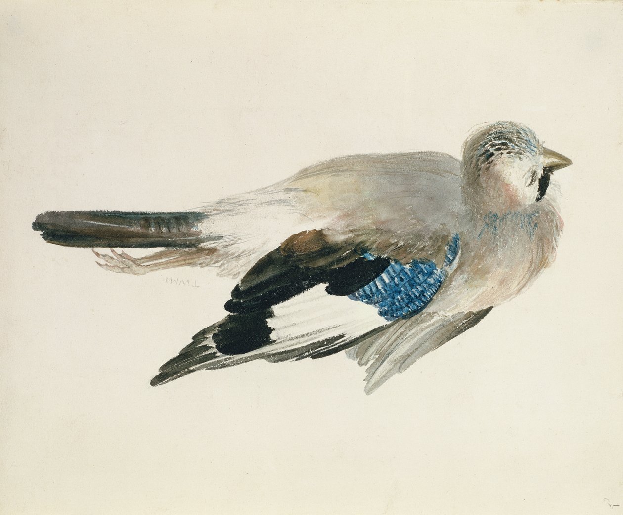 Jay，来自 The Farnley Book of Birds，c.1816（纸上铅笔和水彩） 作者 约瑟夫·马洛德·威廉·特纳