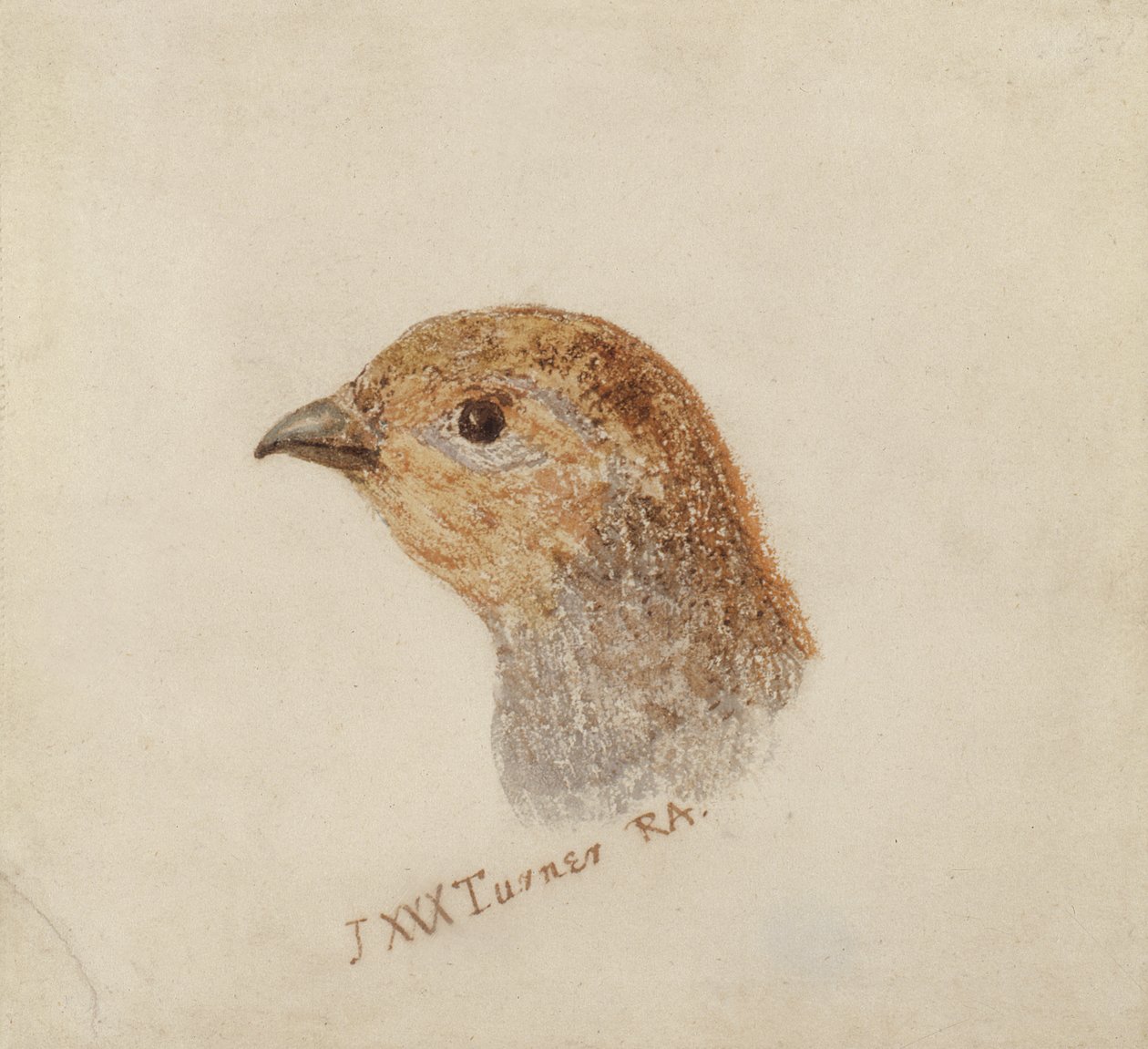 Partridge, from The Farnley Book of Birds, c.1816 (pencil and watercolor on paper) 作者 约瑟夫·马洛德·威廉·特纳