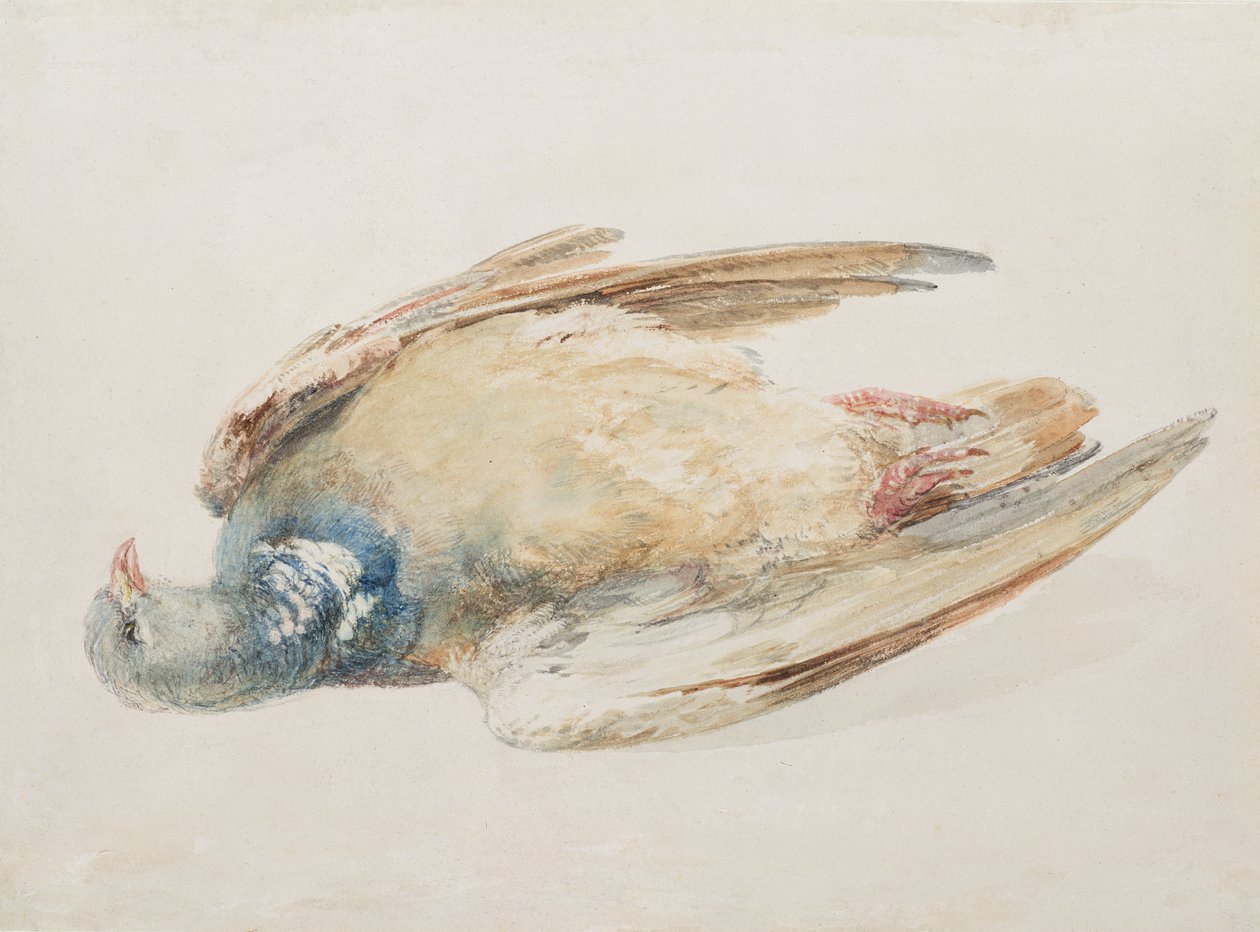 鸽子，选自《法恩利鸟书》，约1816年（纸上铅笔和水彩）。 作者 约瑟夫·马洛德·威廉·特纳