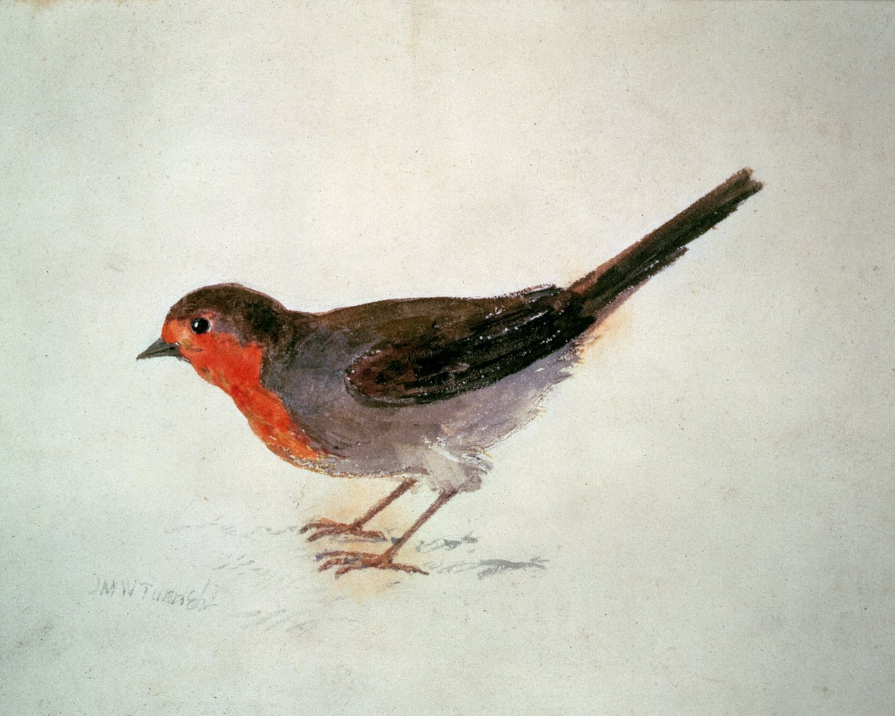 Robin, from The Farnley Book of Birds, c.1816 (pencil and watercolor on paper) 作者 约瑟夫·马洛德·威廉·特纳