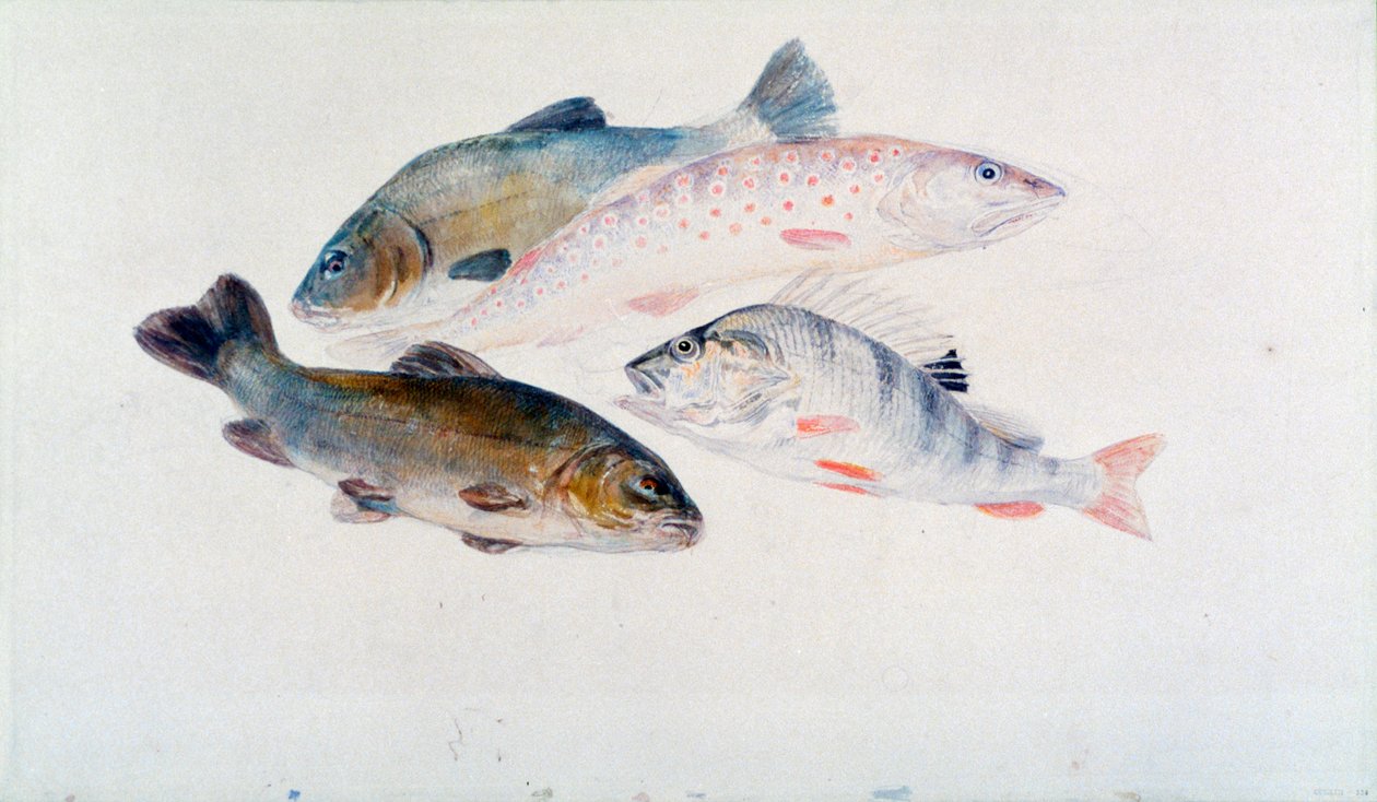 鱼的研究：两条T，一条鳟鱼和一条鲈鱼，c1822-1824。 作者 约瑟夫·马洛德·威廉·特纳