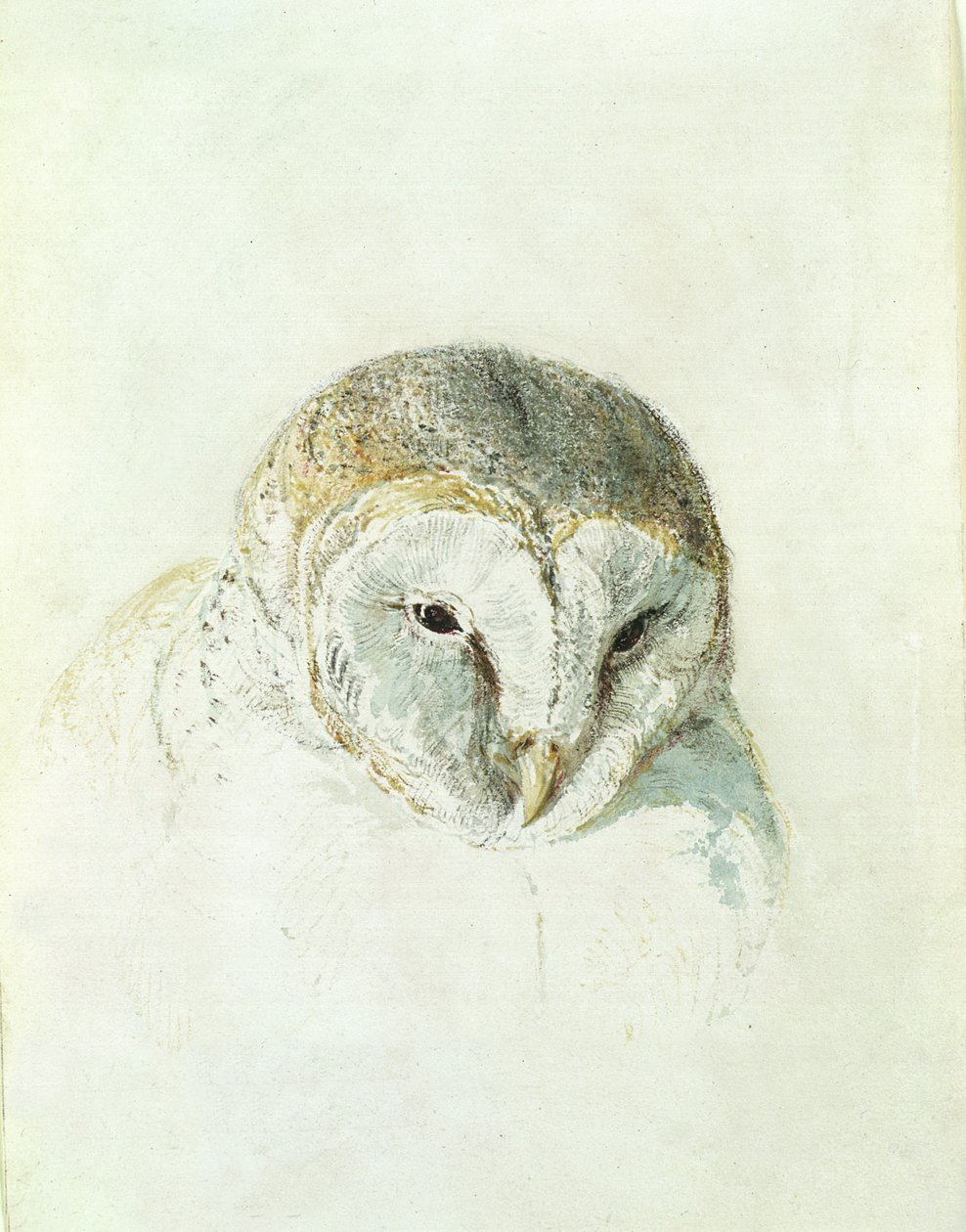White Barn Owl, from The Farnley Book of Birds, c.1816 (pencil and watercolor on paper) 作者 约瑟夫·马洛德·威廉·特纳