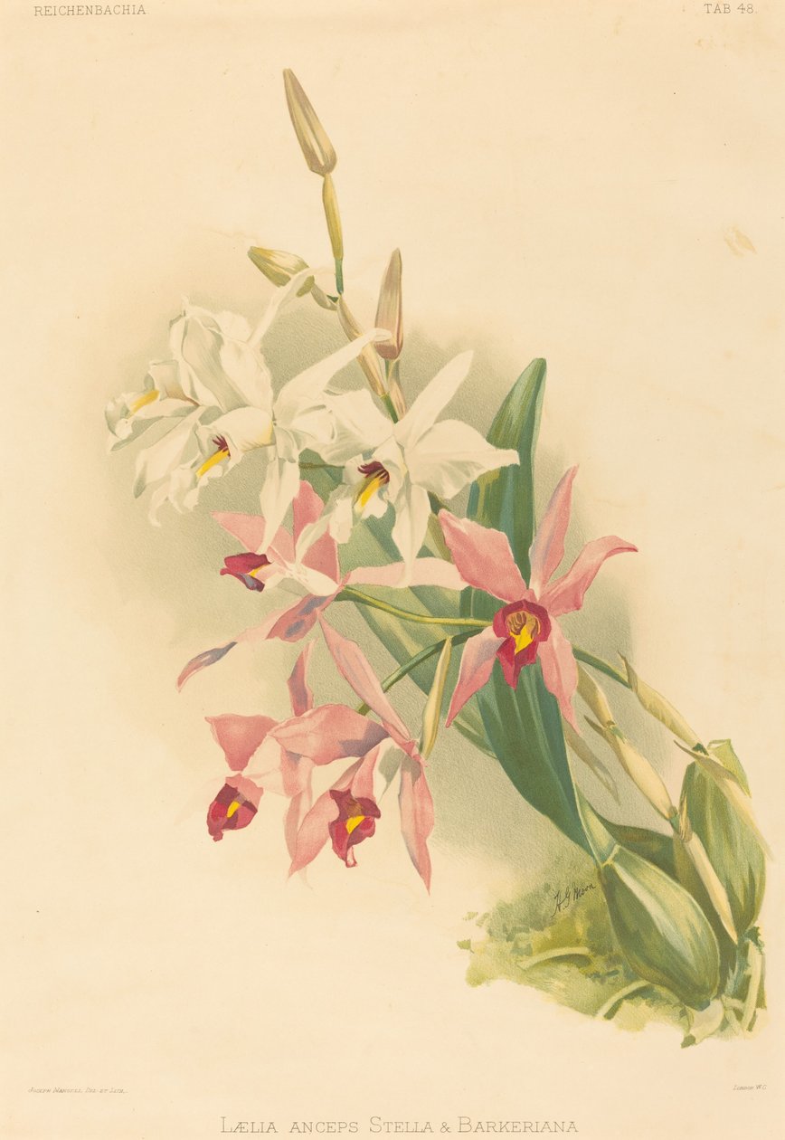 Laelia Anceps Stella & Barkeriana. 作者 约瑟夫·曼塞尔