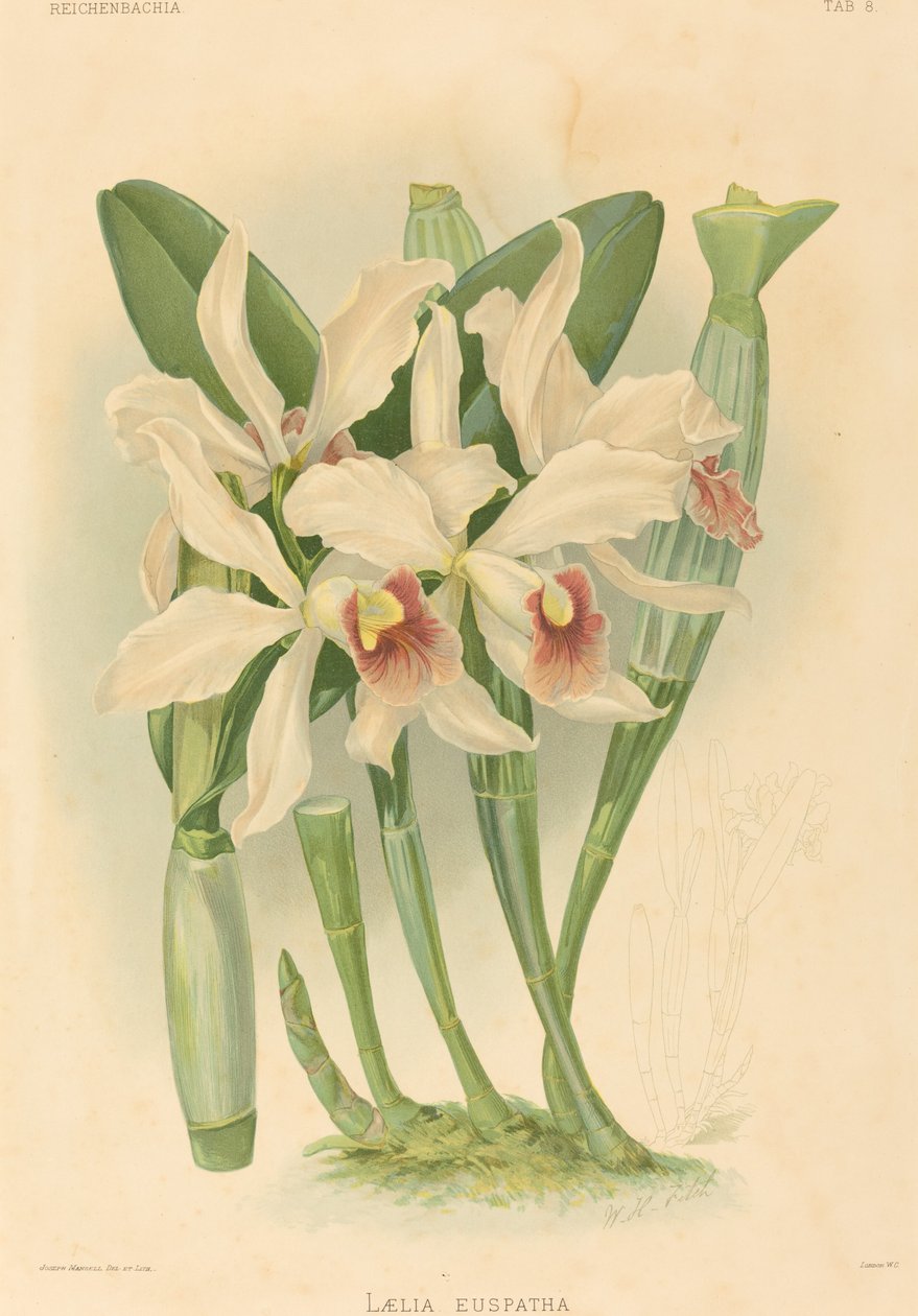 Laelia Euspatha。 作者 约瑟夫·曼塞尔