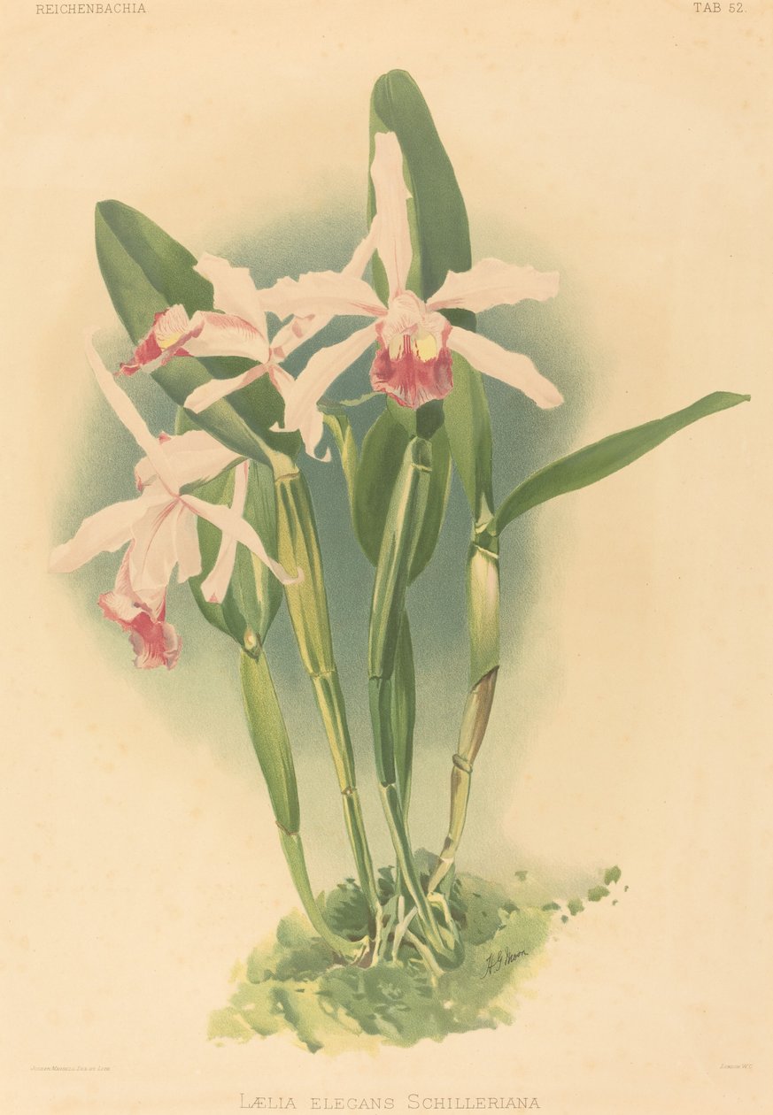 Laelia Elegans Schilleriana 作者 亨利·乔治·穆恩之后的约瑟夫·曼塞尔