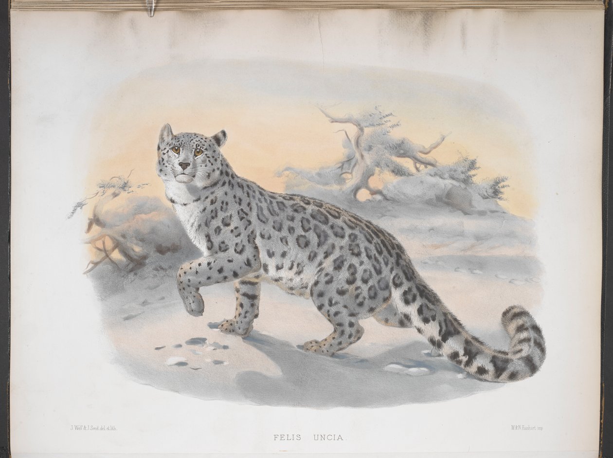 Felis uncia，雪豹，摘自《猫科动物专著 作者 约瑟夫和史密斯 J.Wolf