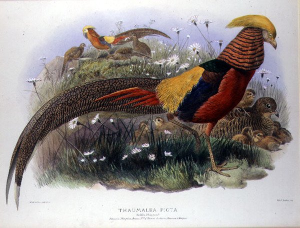 M. & N. Hanhart刻的Thaumalea picta (Golden Pheasant)。 作者 约瑟夫和史密斯 J.Wolf