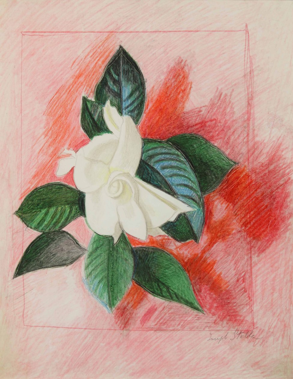 栀子花，约 1940 年（纸上彩色铅笔和石墨） 作者 约瑟夫·斯特拉