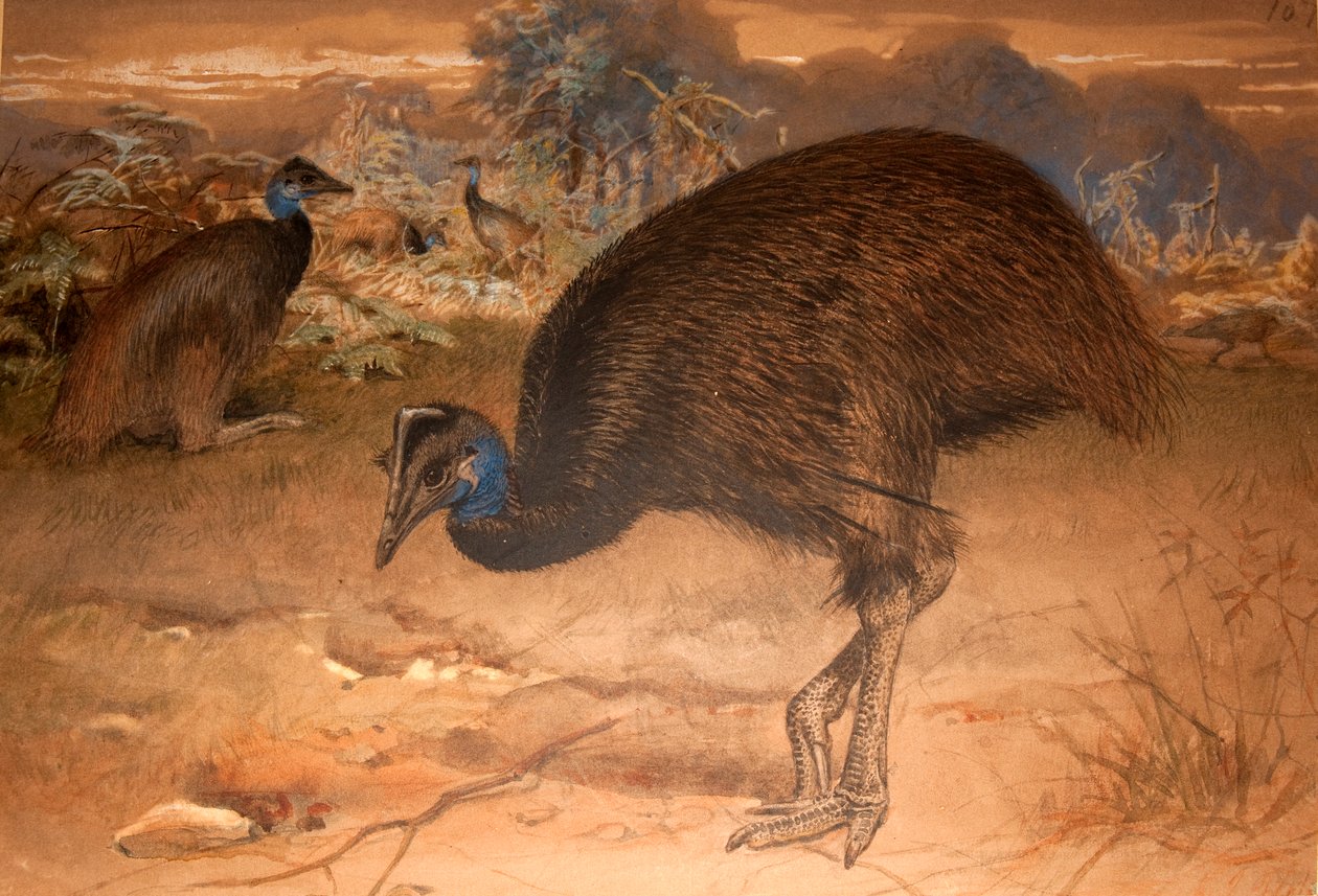 Bennett的Cassowary（Casuarius bennetti），c.1851-76（wc und pen on paper） 作者 约瑟夫·沃尔夫