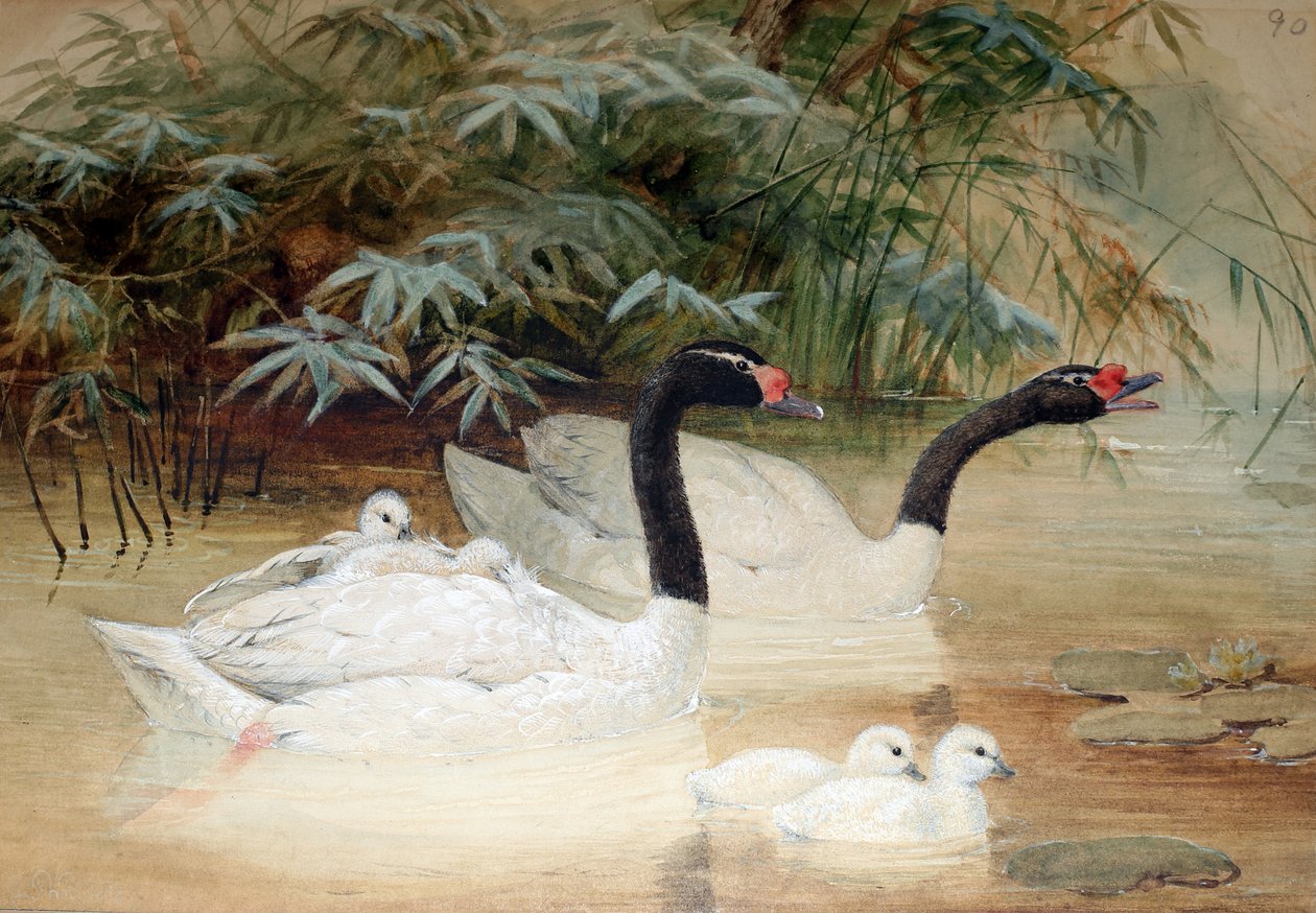 黑颈天鹅（Cygnus nigricollis），1852-54 作者 约瑟夫·沃尔夫