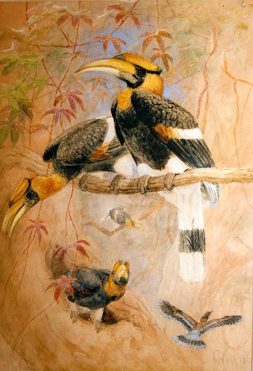 凹陷的犀鸟（Dichoceros bicornis），1856-67 作者 约瑟夫·沃尔夫