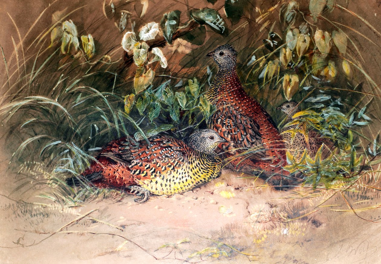 Hardwicke的Spur-fowl（Galloperdix lunulata），1852-54 作者 约瑟夫·沃尔夫