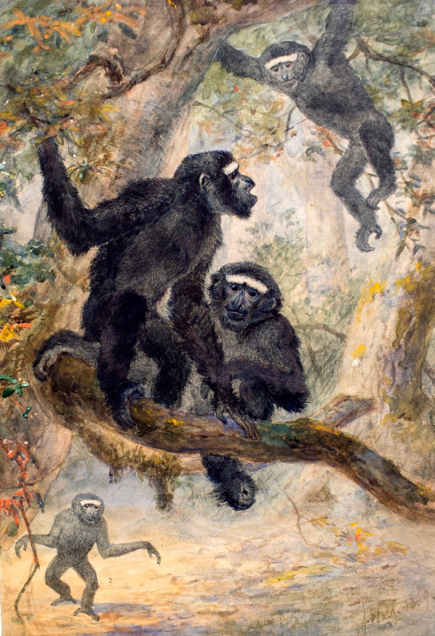 Hoolocks Gibbon，1869 作者 约瑟夫·沃尔夫