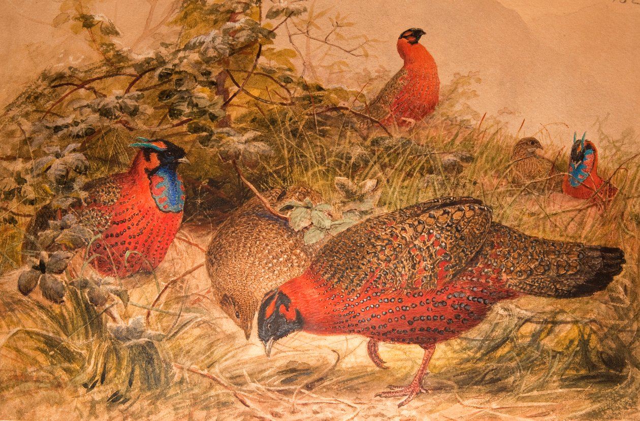 Horned Tragopan（Ceriornis satyra），c.1851-76（wc und pencil on paper） 作者 约瑟夫·沃尔夫