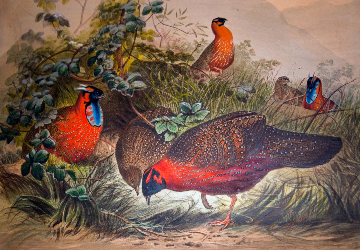 Horned Tragopan，1861年 作者 约瑟夫·沃尔夫
