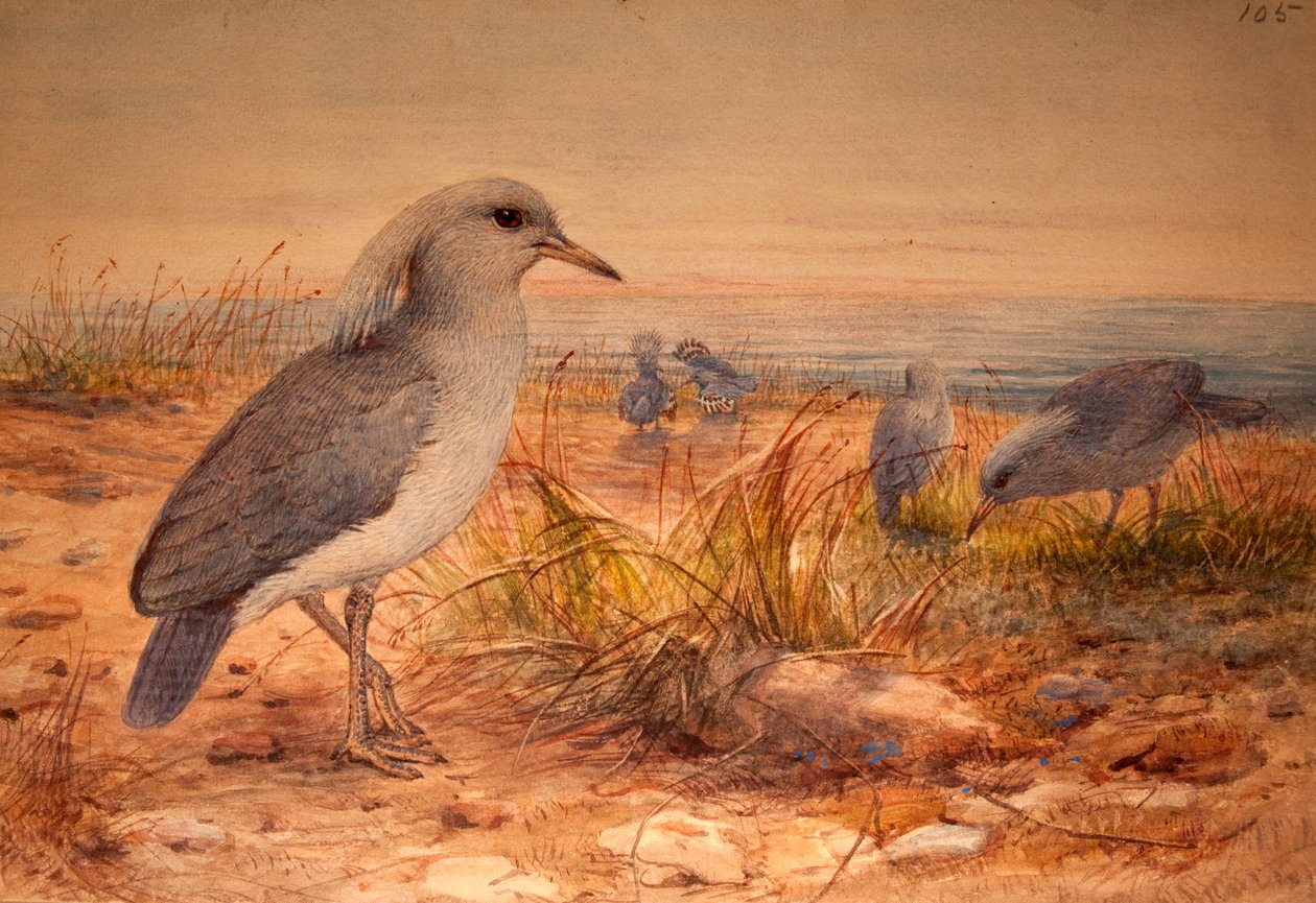 Kagu（Rhinochetus jubatus），c.1851-76（wc und pencil on paper） 作者 约瑟夫·沃尔夫
