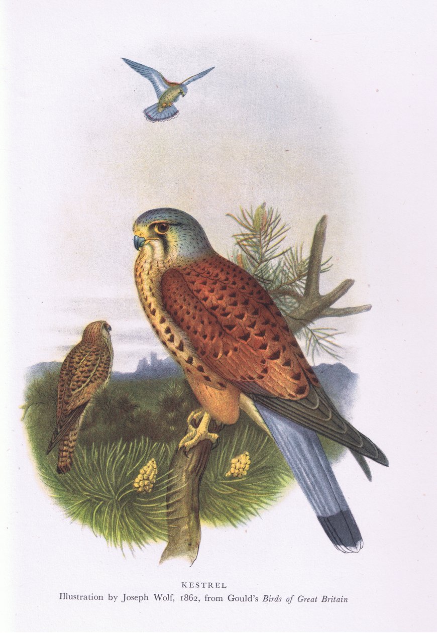英国的Kestrel，1946年由柯林斯出版 作者 约瑟夫·沃尔夫