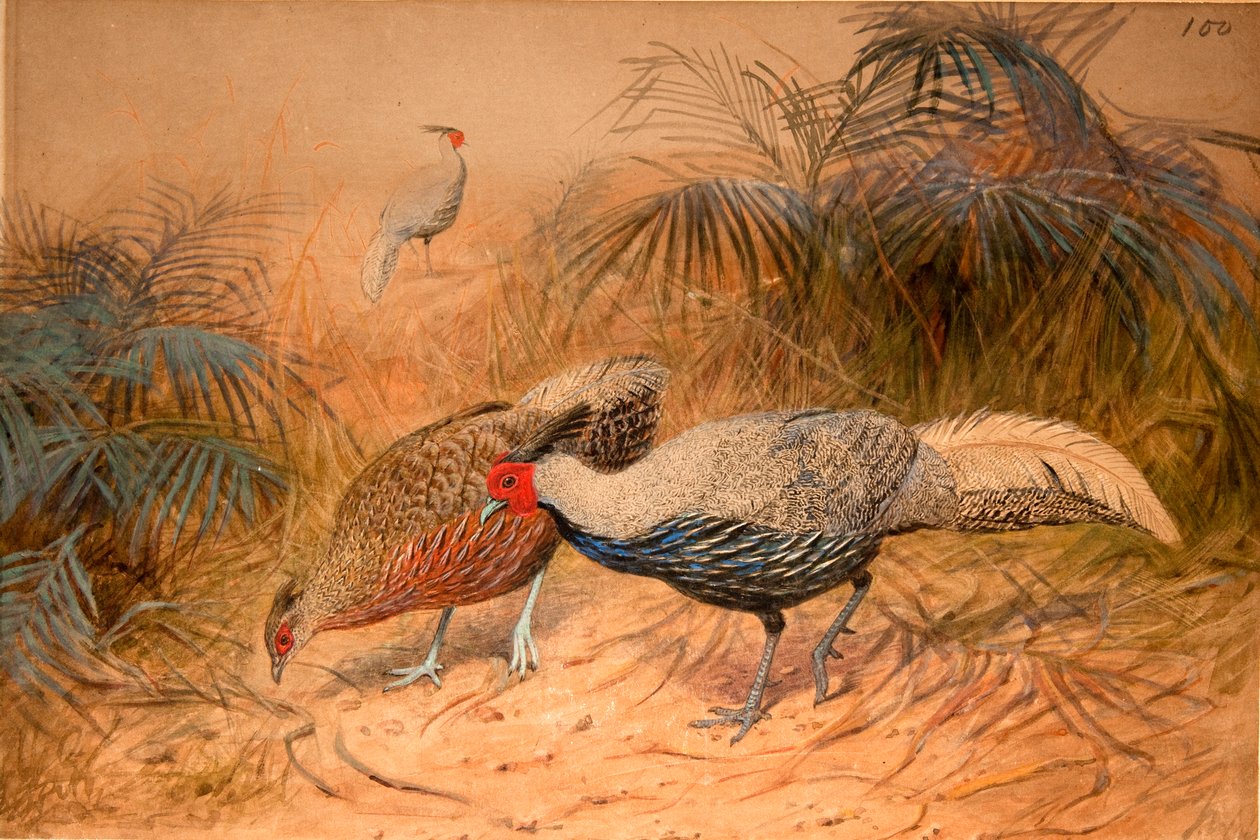 Lineated Kaleege（Euplpcamus lineatus），c.1851-76（wc和铅笔在纸上） 作者 约瑟夫·沃尔夫