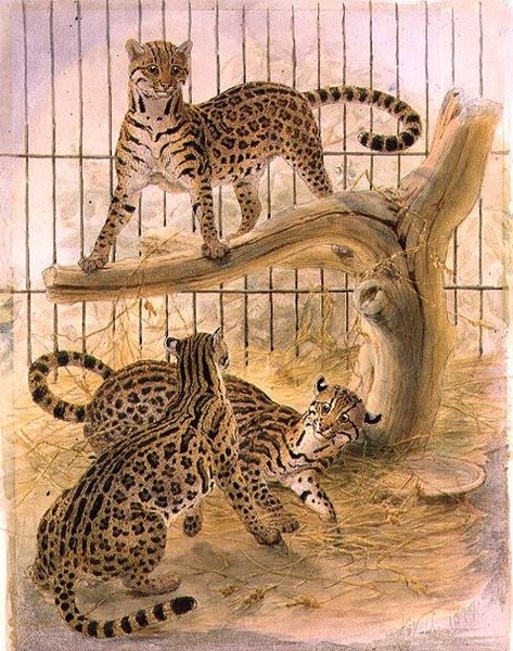 笼子里的猫鼬 作者 约瑟夫·沃尔夫