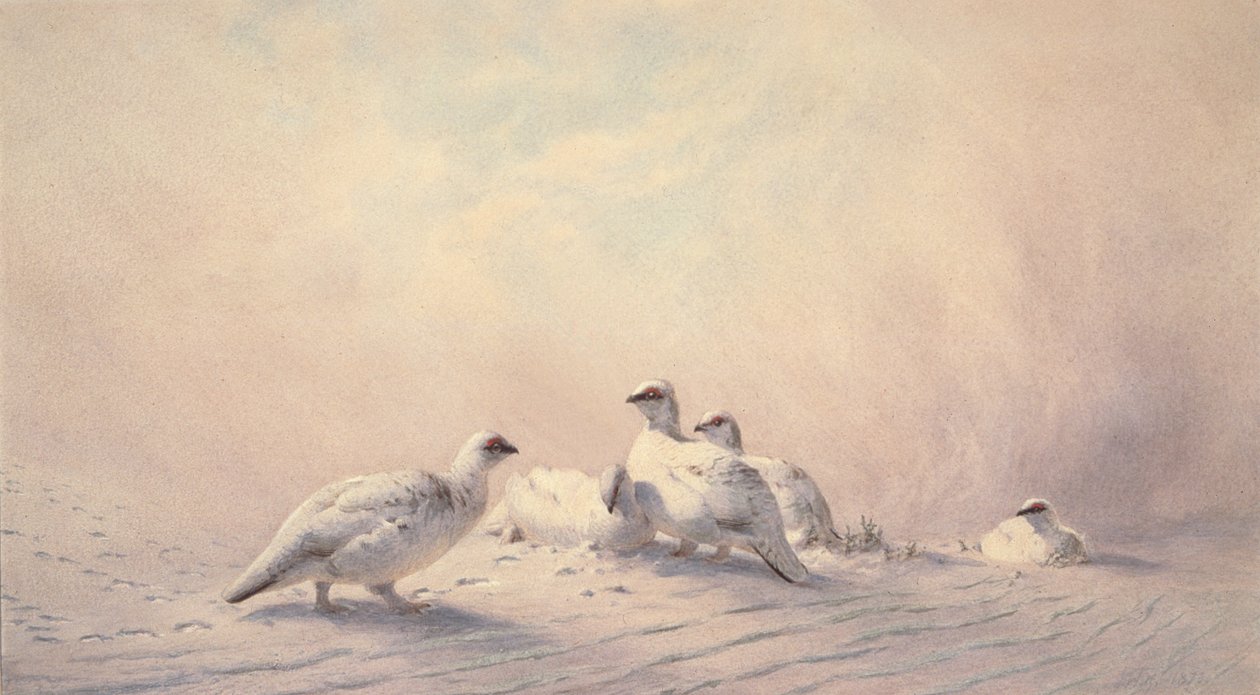 Ptarmigan，Winter，1873（wc） 作者 约瑟夫·沃尔夫