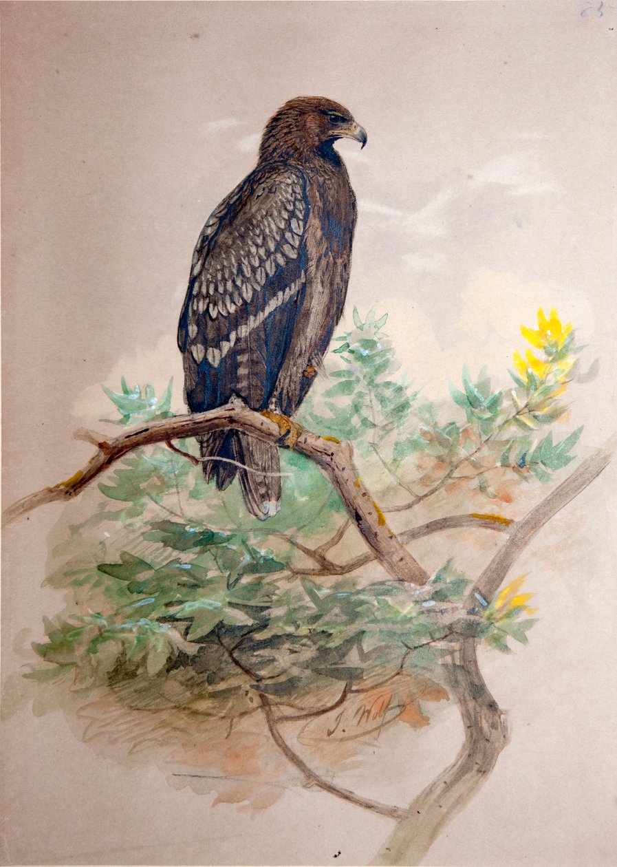 斑点鹰（Aquila clanga），1856-67 作者 约瑟夫·沃尔夫