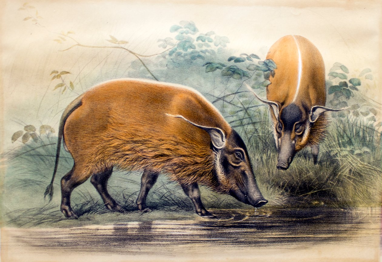 红河猪，1865年 作者 约瑟夫·沃尔夫