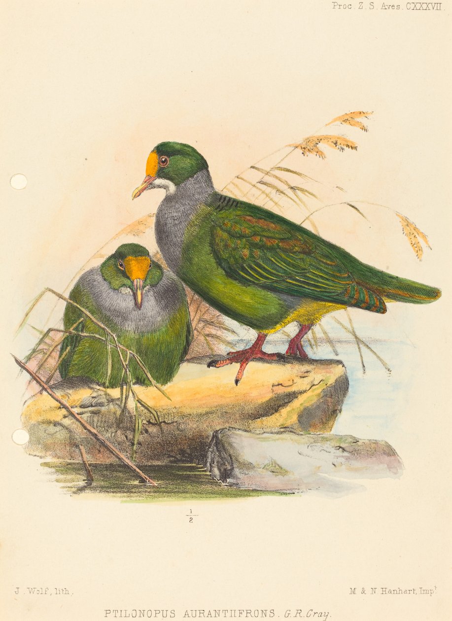 两只鸟(Ptilonopus Auranthfrons) 作者 约瑟夫·沃尔夫