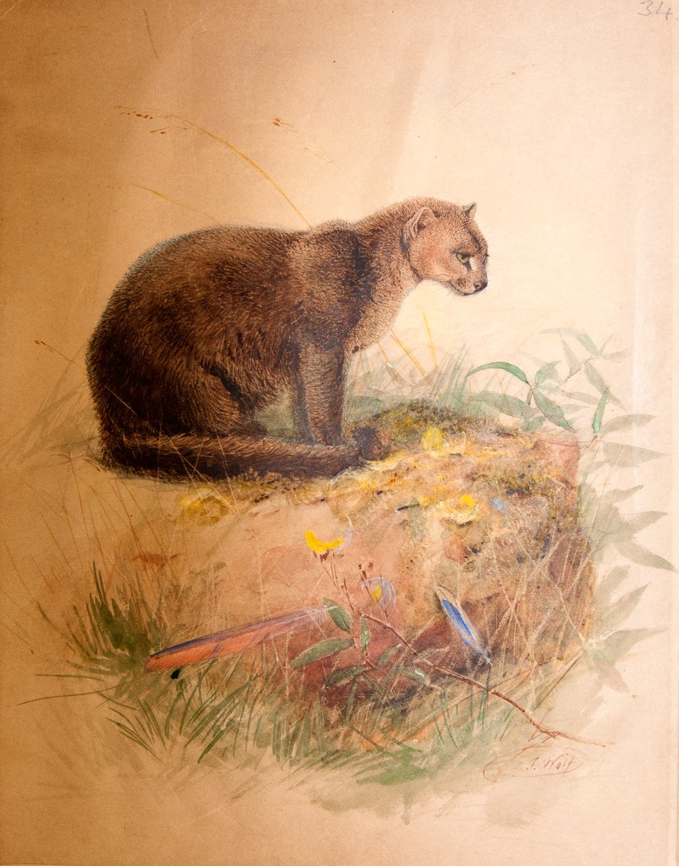 Yaguarundi Cat，1851-69 作者 约瑟夫·沃尔夫