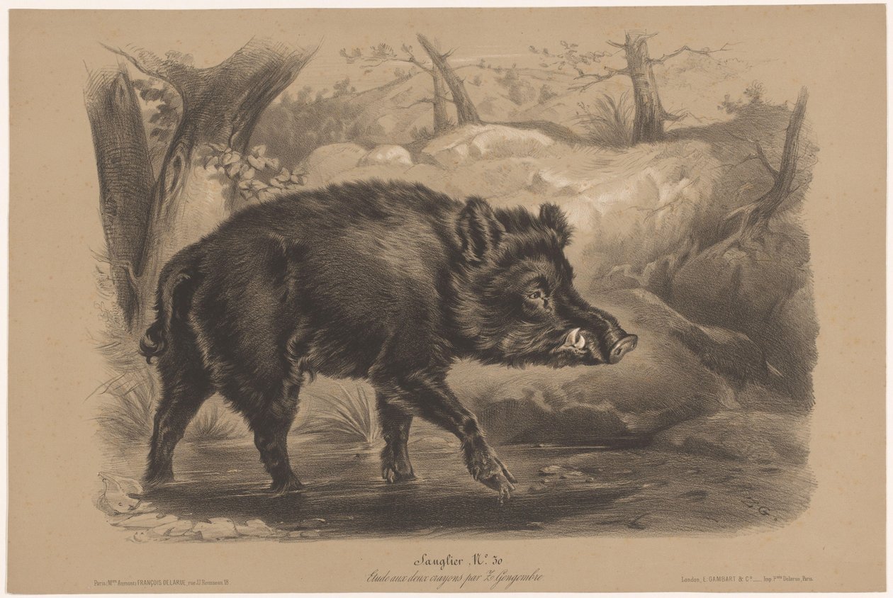 野猪
Sanglier（物品上的标题）
两种粉笔的动物研究（系列名称）
Étude aux deux crayons par Z. Gengembre（系列名称） 作者 Joseph Zephyris Gengembre