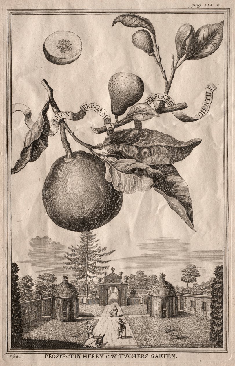 Nurnbergische Hesperides：柠檬香柠檬佛手柑，1714年。 作者 约瑟夫·德·蒙塔莱格里