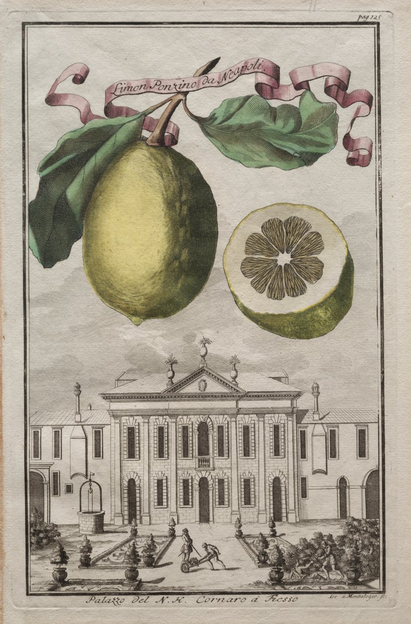 Nurnbergische Hesperides: No. 125 - Limon Ponzino da Neapoli.  N. H. Cornaro à Fiesso 宫殿 作者 约瑟夫·德·蒙塔莱格里