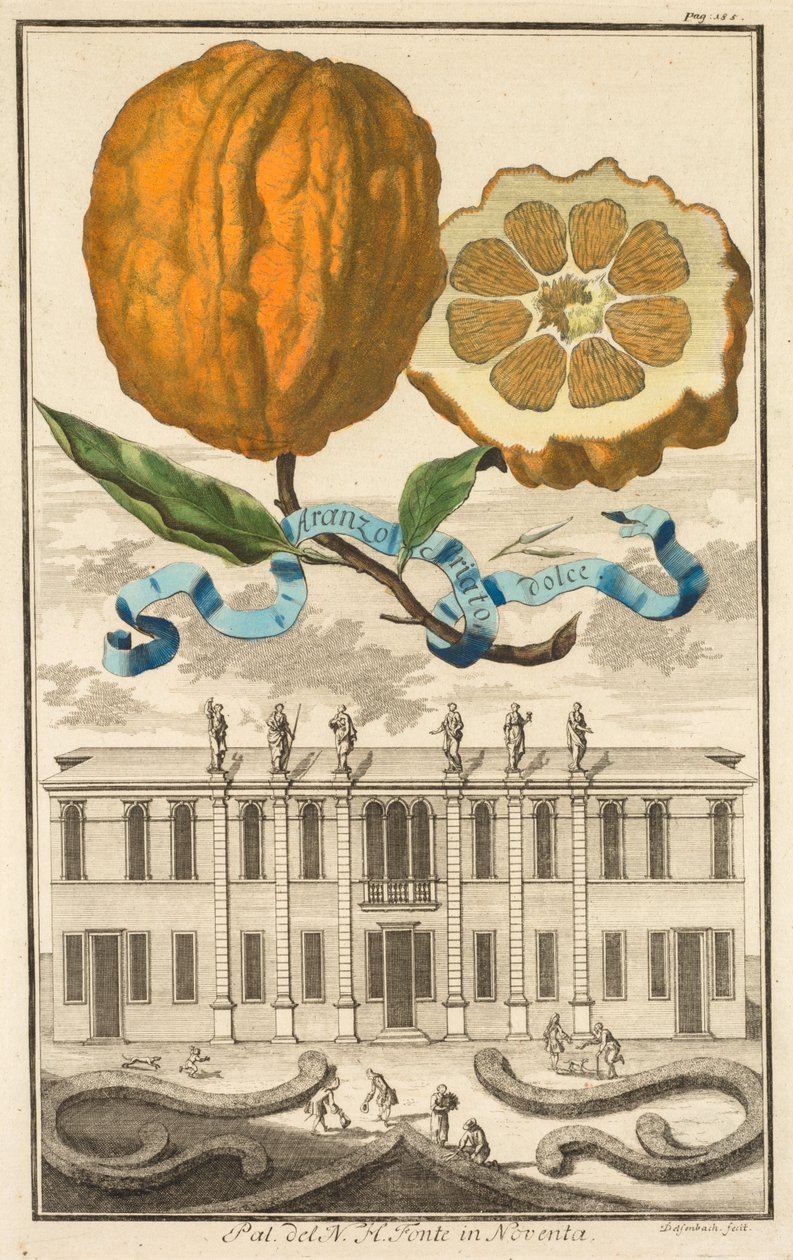 Nurnbergische Hesperides: No.  诺文塔的 N. H. 方特宫殿 作者 约瑟夫·德·蒙塔莱格里