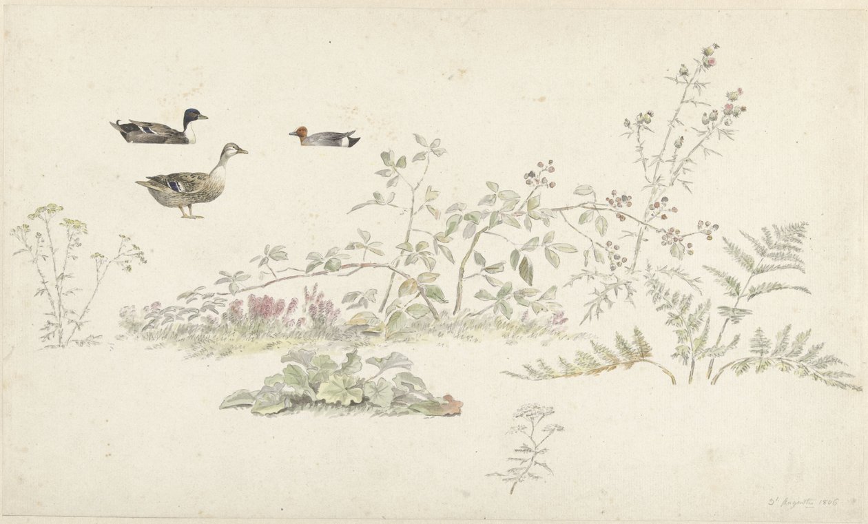植物和水鸟的学习表 作者 约瑟夫·奥古斯都·克尼普