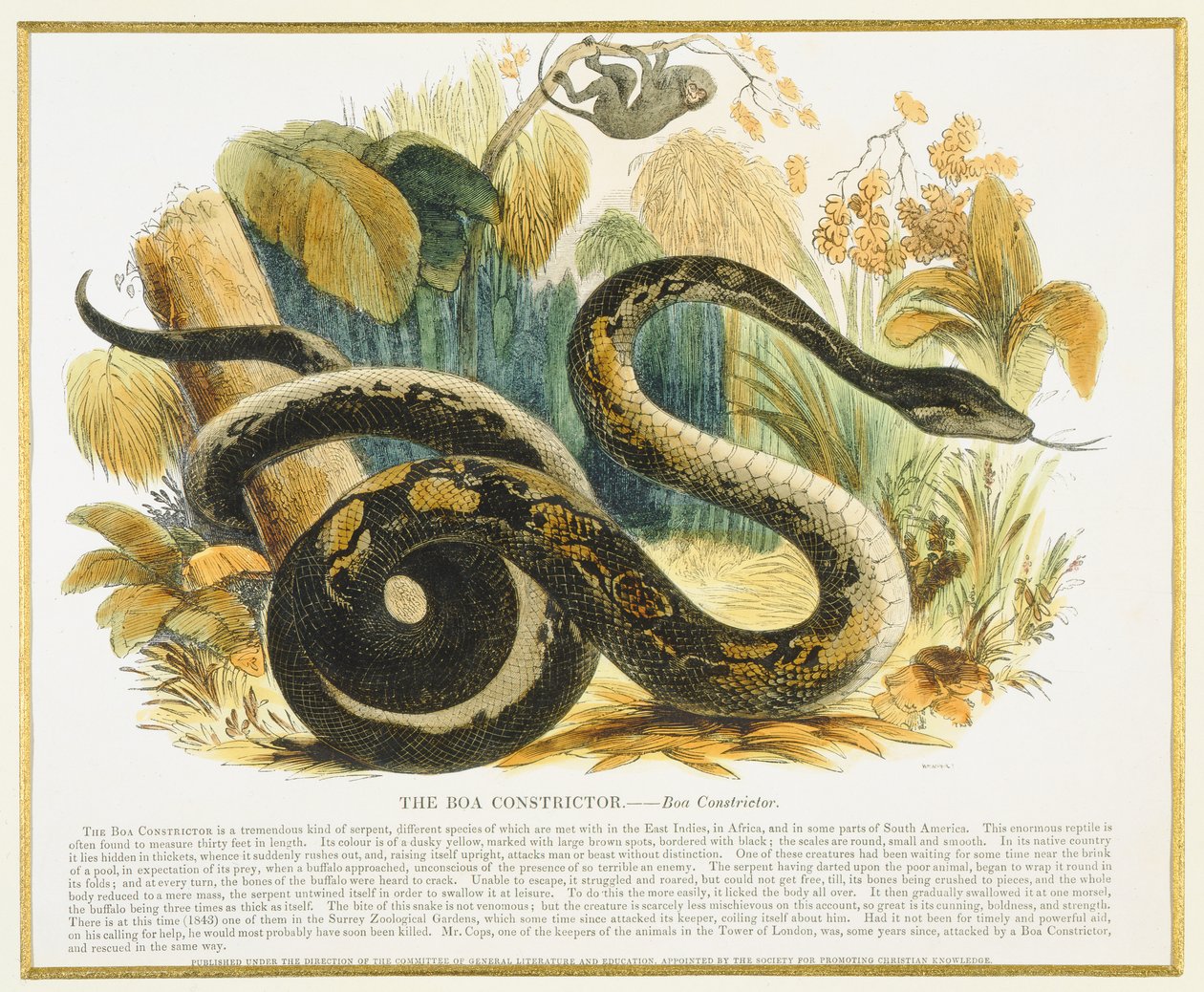 Boa Constrictor，教育插图酒吧。由促进基督教知识协会，1843年（aquatint） 作者 乔西亚·伍德·怀珀（Josiah Wood Whymper）
