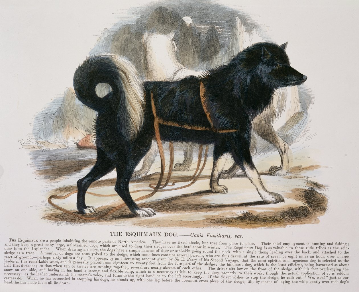 Esquimaux狗（犬属familiaris）教育例证客栈。由促进基督教知识协会，1843年（aquatint） 作者 乔西亚·伍德·怀珀（Josiah Wood Whymper）