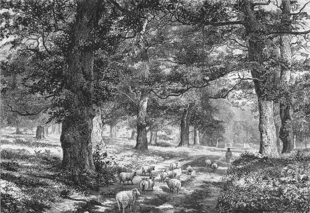 在舍伍德森林（Sherwood Forest），建于1875年。 作者 乔西亚·伍德·怀珀（Josiah Wood Whymper）
