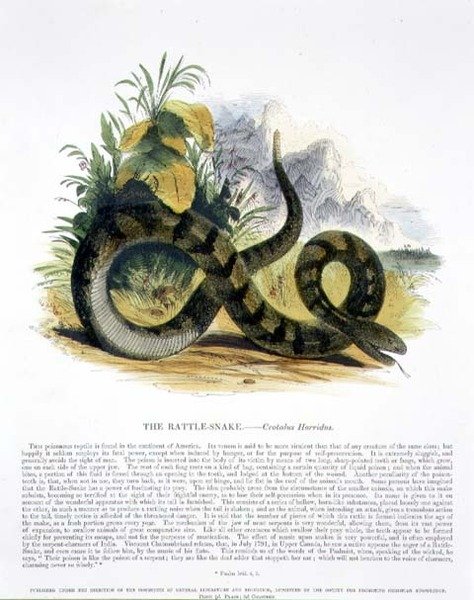 响尾蛇（Crotalus horridus）教育插图，由基督教知识促进会出版。 作者 乔西亚·伍德·怀珀（Josiah Wood Whymper）